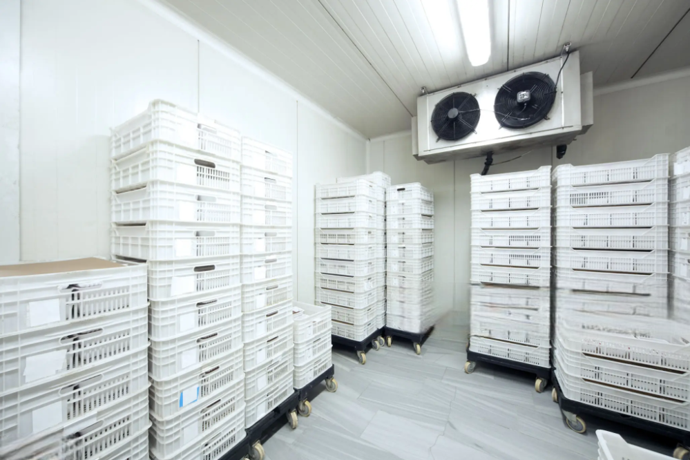 Cold Storage Rooms Turnkey: Design, Installation & Maintenance